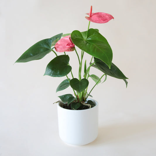 Anthurium | Sweet Dreams