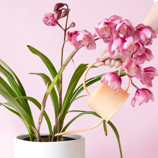 A tan watering can with a round handle and a long spout for out of reach places.