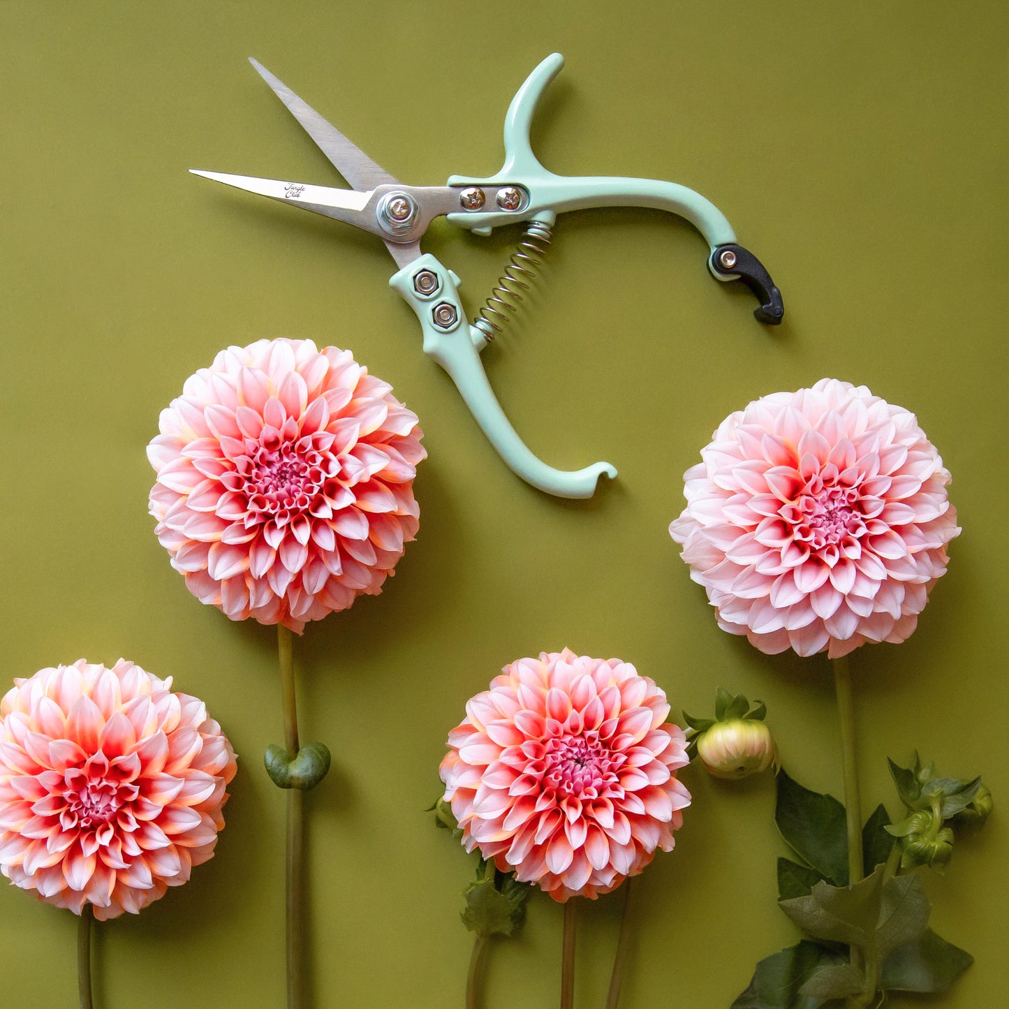 Blue pruning shears shown on a green background with bright pink Dahlias. 