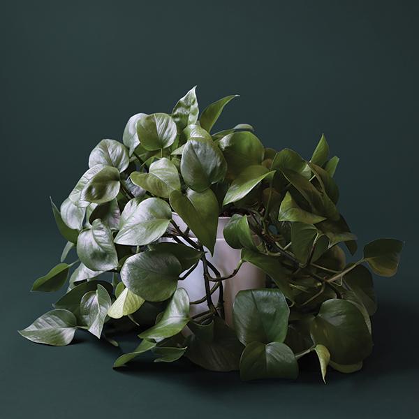 On a dark background is a Pothos Green house plant.