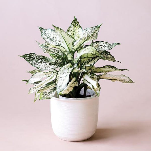 On a light pink background is a Aglaonema First Diamond photographed in a white ceramic pot that is sold separately.