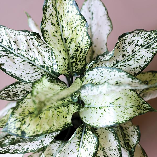 On a light pink background is a Aglaonema First Diamond photographed in a white ceramic pot that is sold separately.