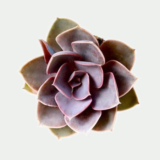 On a cream background is an arial view of a Echeveria Perle Von Nurnberg Succulent.