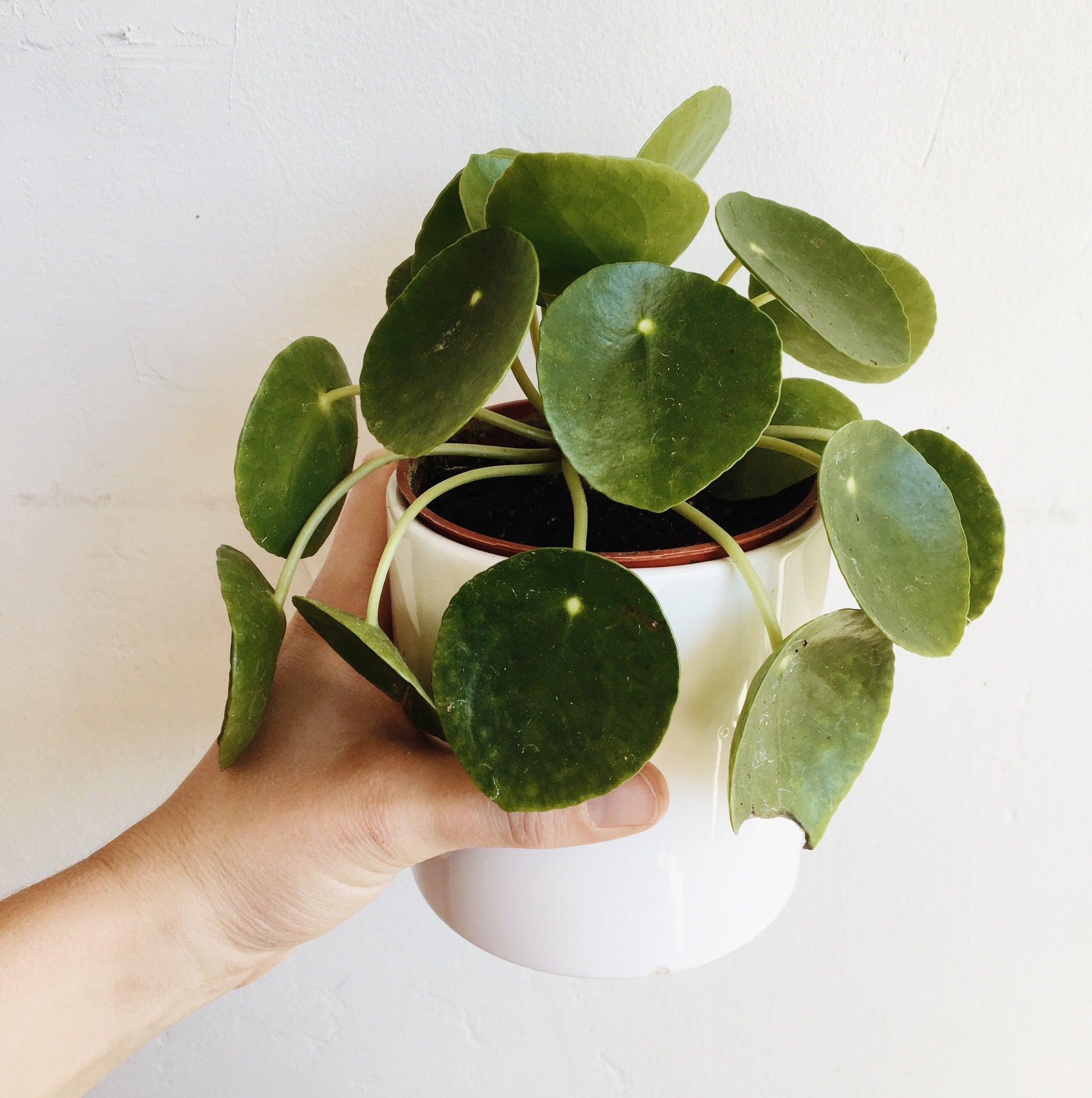 On a cream background is a Pilea Peperomiode photographed in a white ceramic planter that is sold separate.