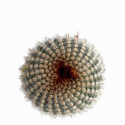 On a white background is a Silver Ball Cactus arial view.