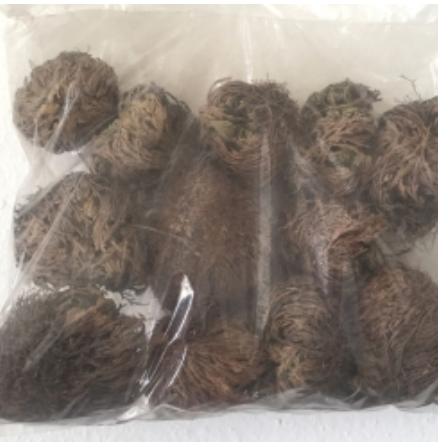 A bundle of Jericho Roses in a plastic bag.